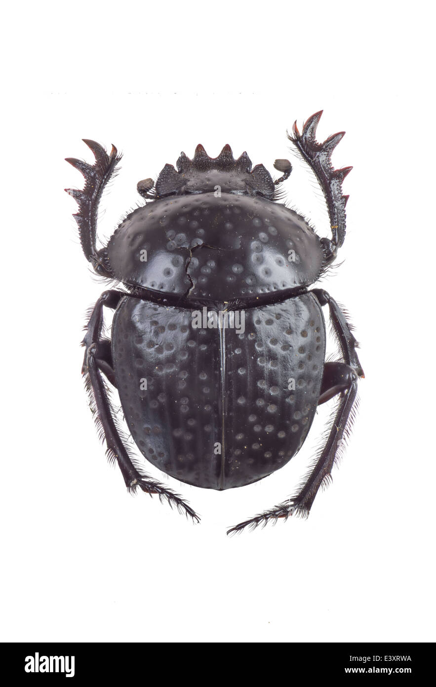 Coleoptera; Scarabaeidae; Scarabaeus variolosus; Fabricius 1787; Stock Photo