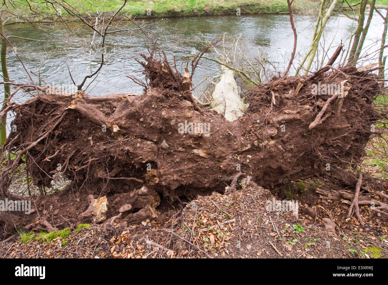A landslip on the side of the River Eden at Little Salkeld, Cumbria, UK, that has toppled a tree over. Stock Photo