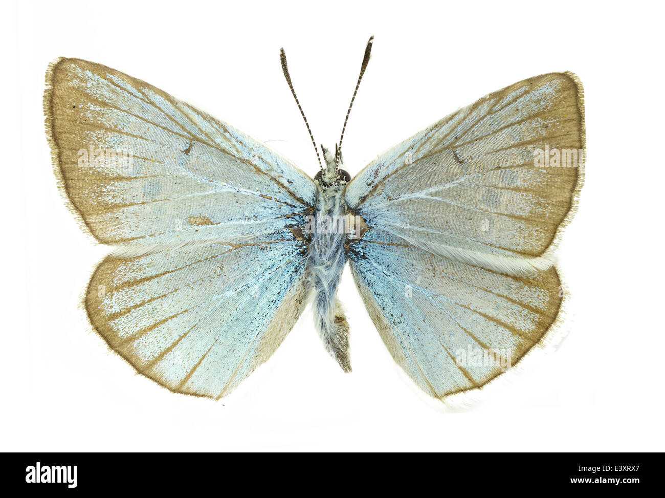 Lepidoptera; Lycaenidae; Polyommatinae; Polyommatus damon, Verity 1921 Stock Photo
