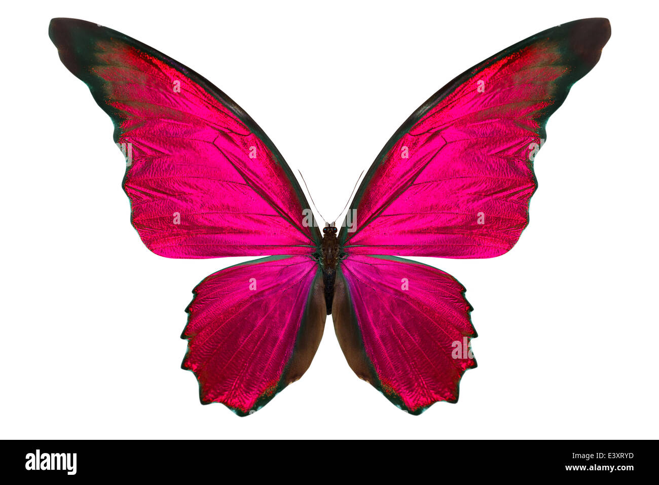 beautiful butterfly isolated on a white background Stock Photo - Alamy