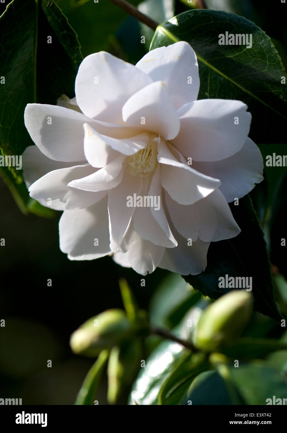 Camellia japonica 'Hagoromo'. Sir Harold Hillier Gardens. Stock Photo