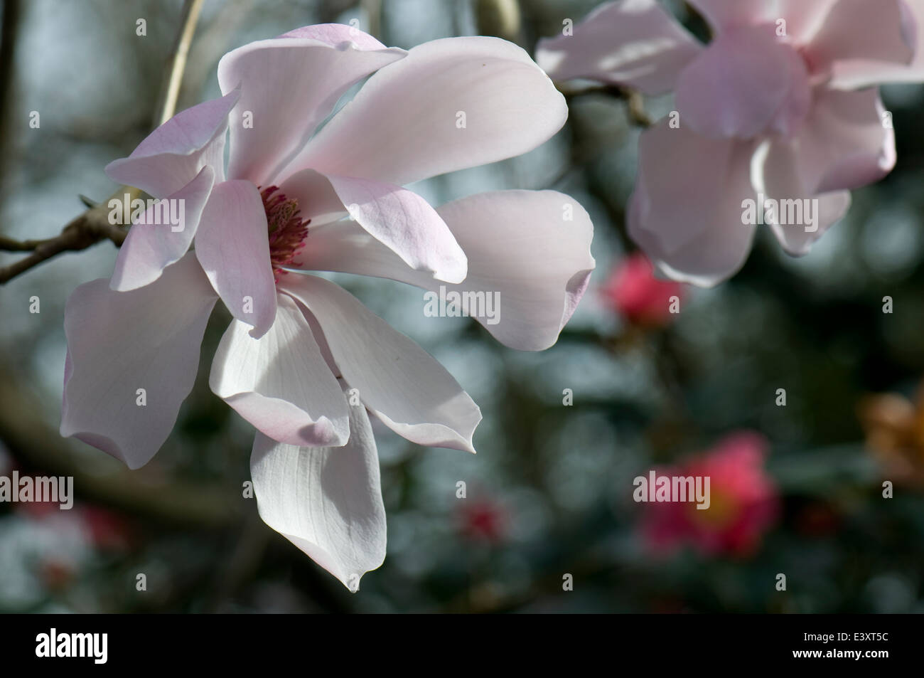 Magnolia dawsoniana 'Clarke's Variety'. Sir Harold Hillier Gardens. Stock Photo