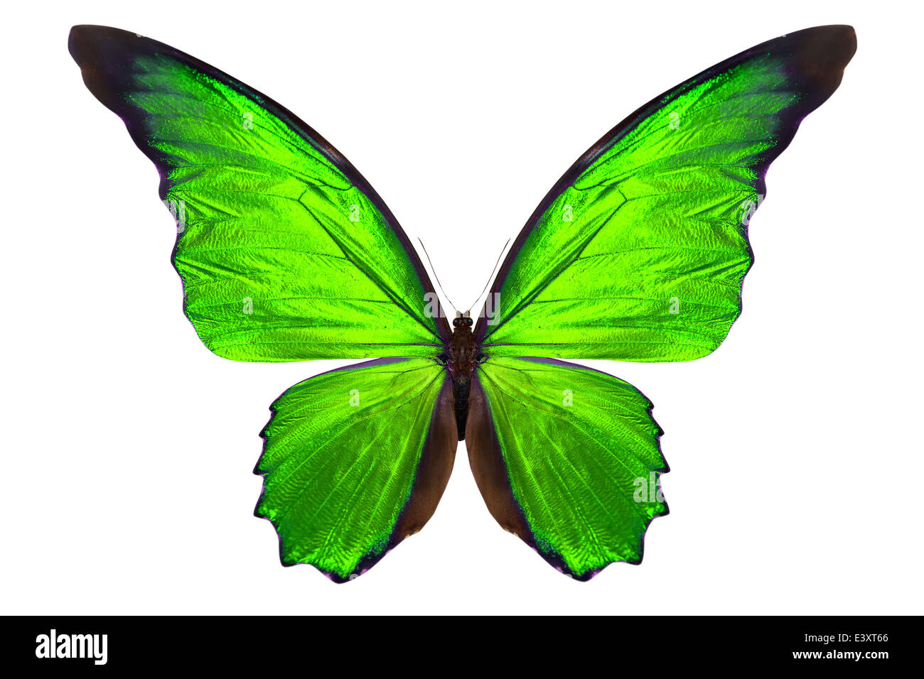 beautiful butterfly isolated on a white background Stock Photo - Alamy