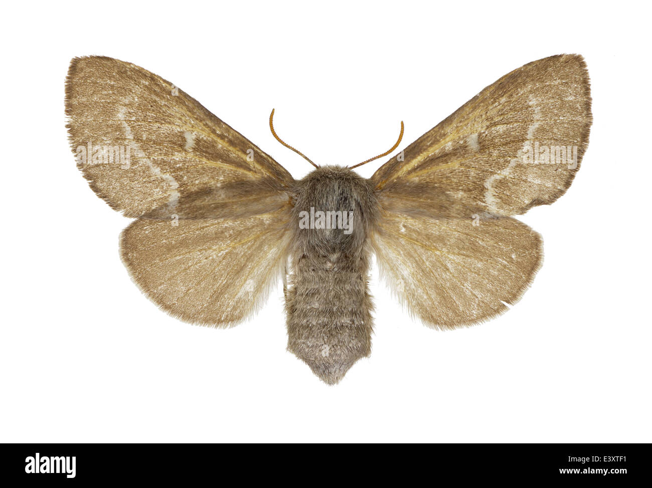 Lepidoptera; Lasiocampidae; Psilogaster loti; Reichenbach 1817; Stock Photo