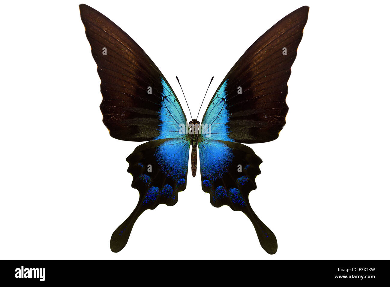 beautiful butterfly isolated on a white background Stock Photo - Alamy