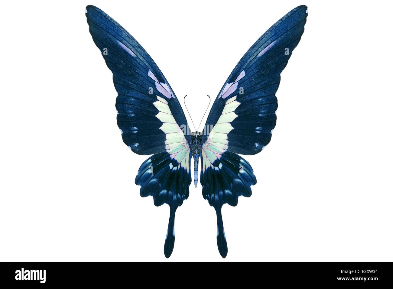beautiful butterfly isolated on a white background Stock Photo - Alamy
