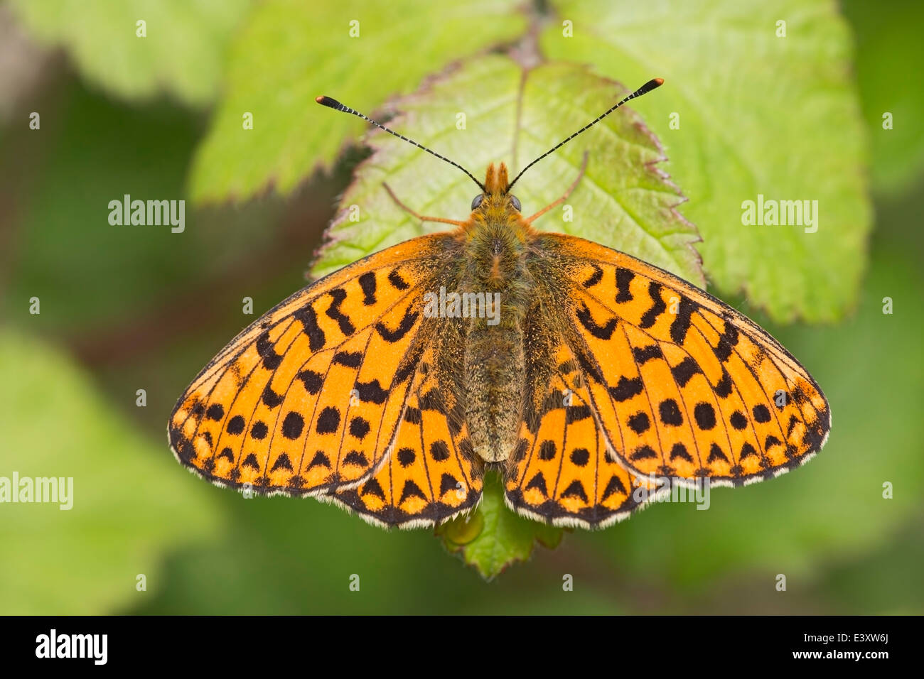 pearl-bordered fritillary Butterfly (Boloria euphrosyne) adult newly emerged resting on leaf with wings spread, Bedfordshire, UK Stock Photo