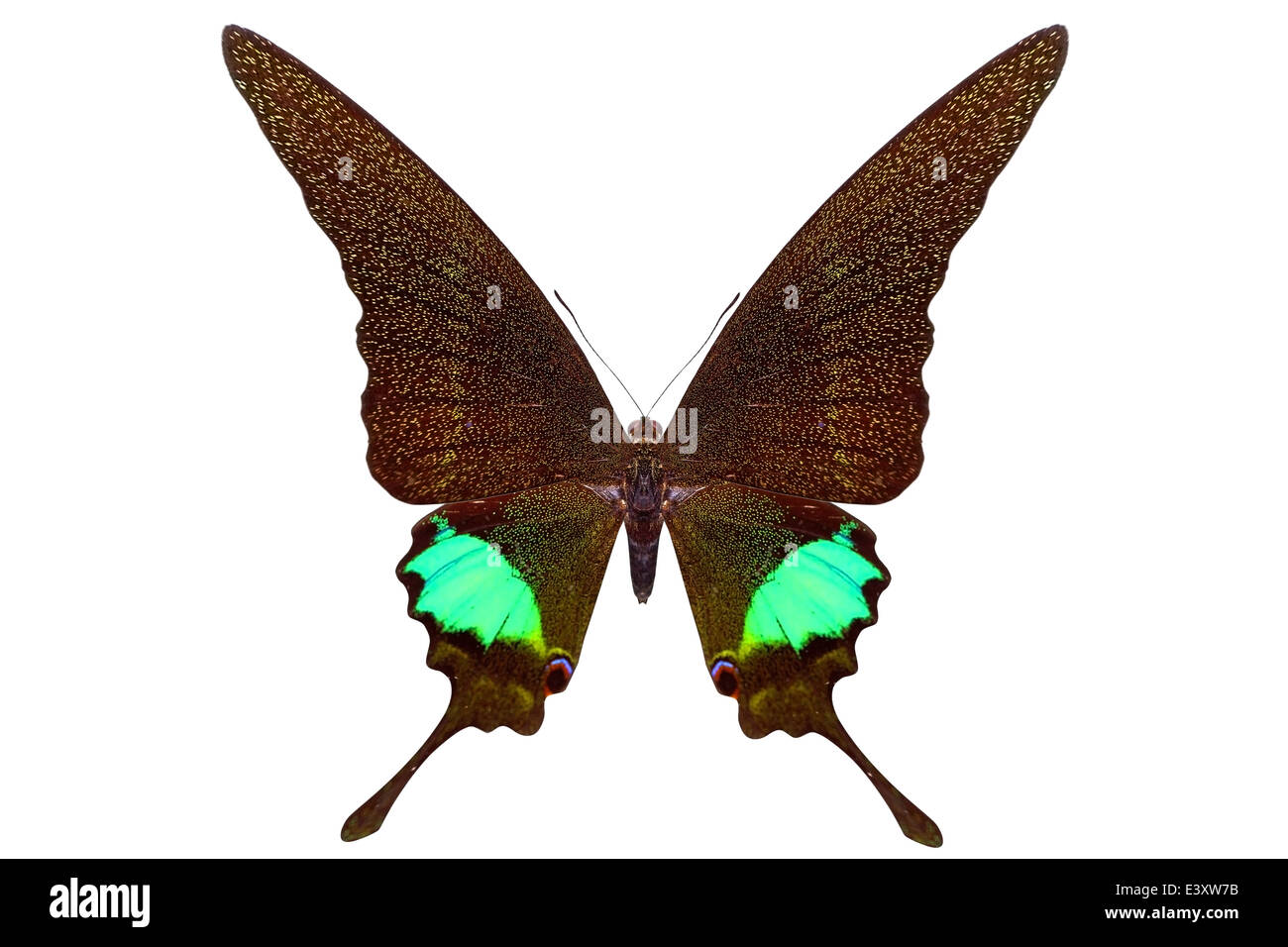 beautiful butterfly isolated on a white background Stock Photo - Alamy