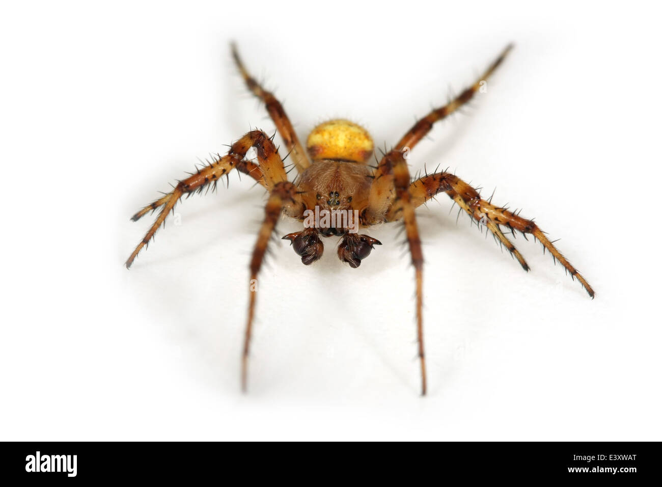 Male Four-spot orb weaver (Araneus quadratus) part of the family Araneidae - orbweavers. Stock Photo