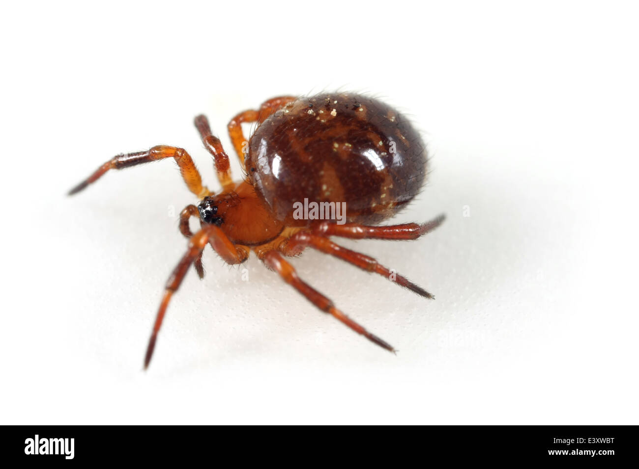 Female Euryopis flavomaculata spider, part of the family Theridiidae - Cobweb weavers. Isolated on white background. Stock Photo