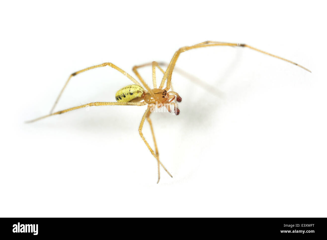 Male Candystripe or Polymorphic spider (Enoplognatha ovata), part of the family Theridiidae - Cobweb weavers. Isolated on white. Stock Photo