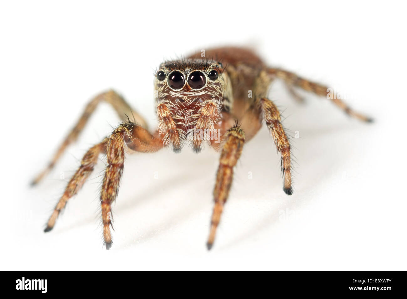 Female Evarcha falcata spider, part of the family Salticidae -  Jumping spiders. Head-on view Stock Photo