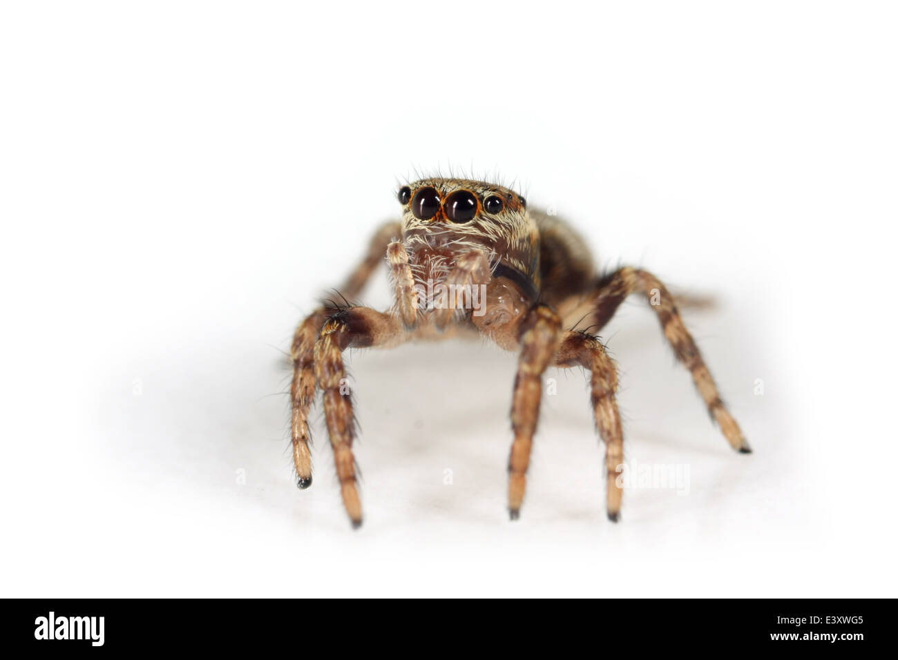 Female Evarcha falcata spider, part of the family Salticidae -  Jumping spiders. Stock Photo