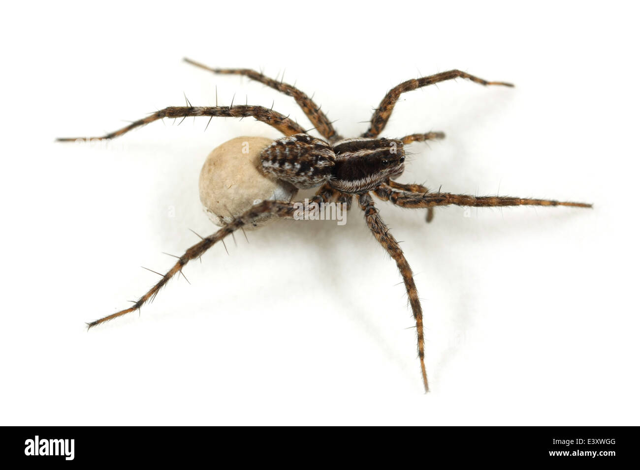 Pardosa monticola hires stock photography and images Alamy