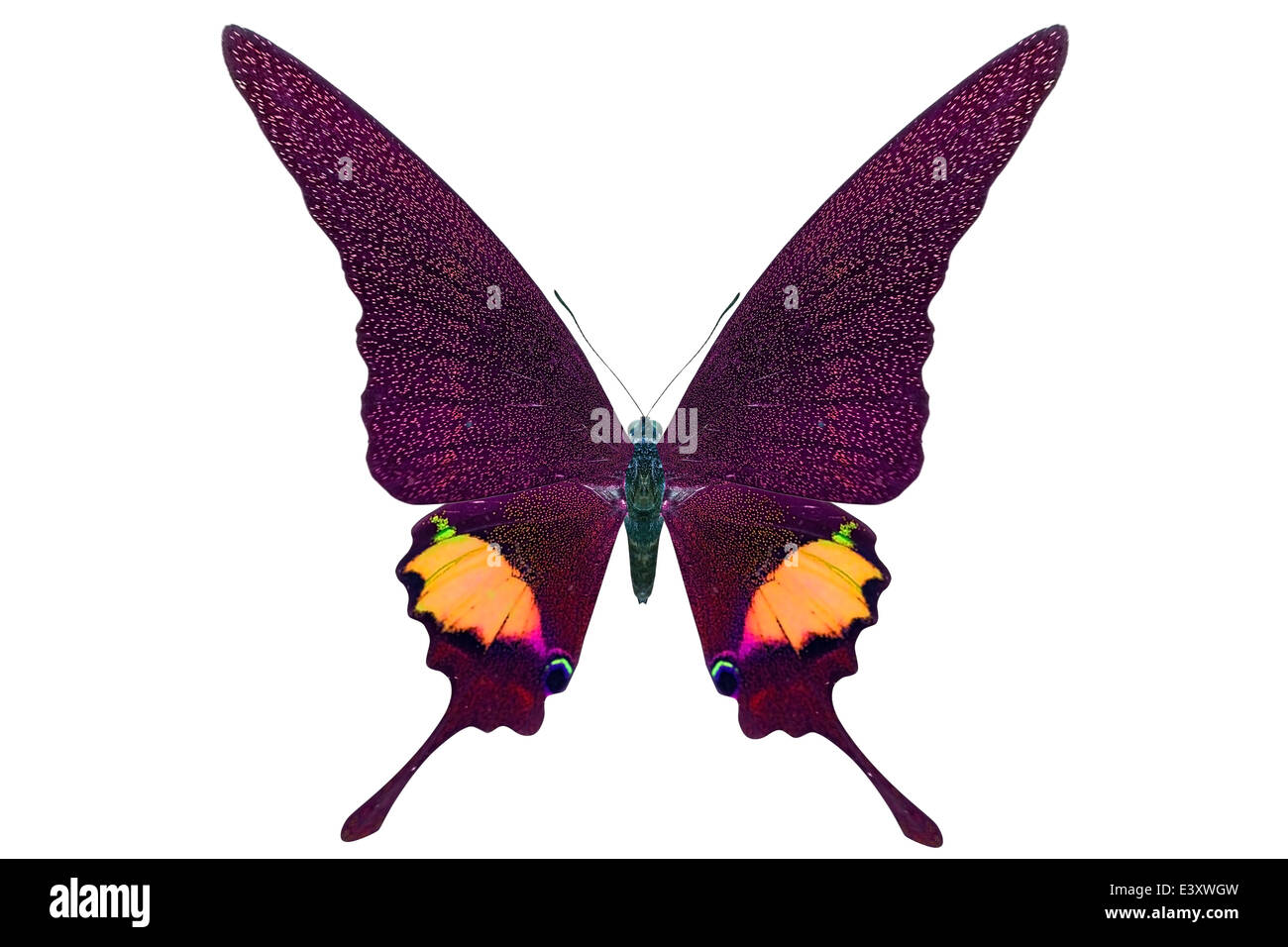 beautiful butterfly isolated on a white background Stock Photo - Alamy