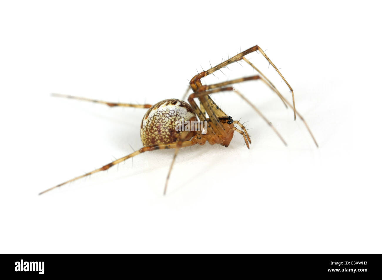 Female Pine-tree embroiderer (Pityohyphantes phrygianus) spider, part of the family Linyphiidae - Sheetweb weavers. Stock Photo