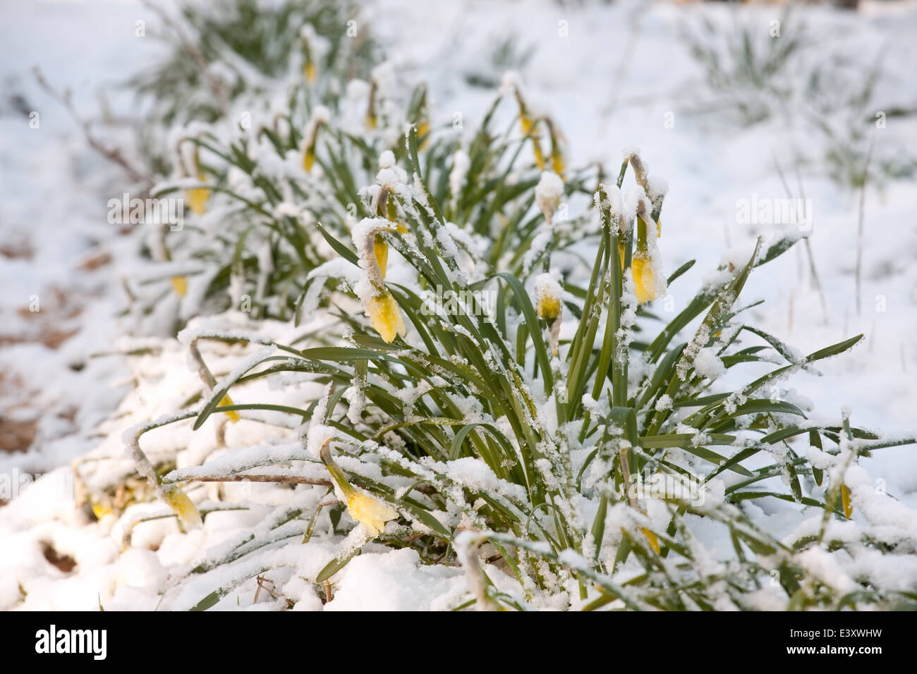 narcissus flowers under sudden snow closeup on outdoor background Stock Photo
