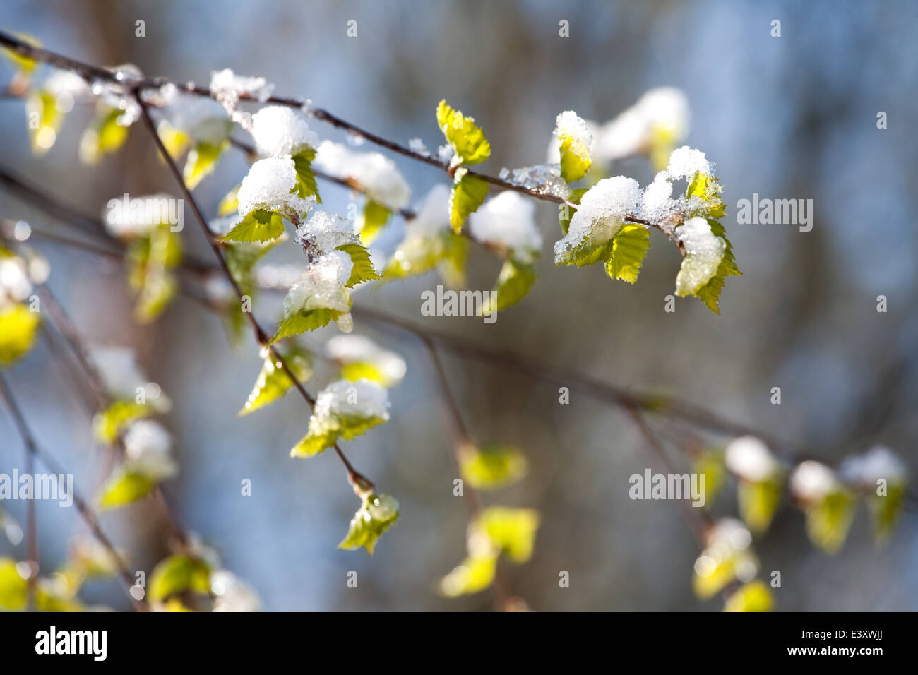 birch branch with young green leaves under sudden snow on outdoor background Stock Photo