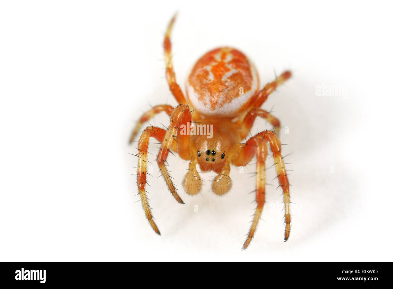 Juvenile male Araniella displicata spider, part of the family Araneidae ...