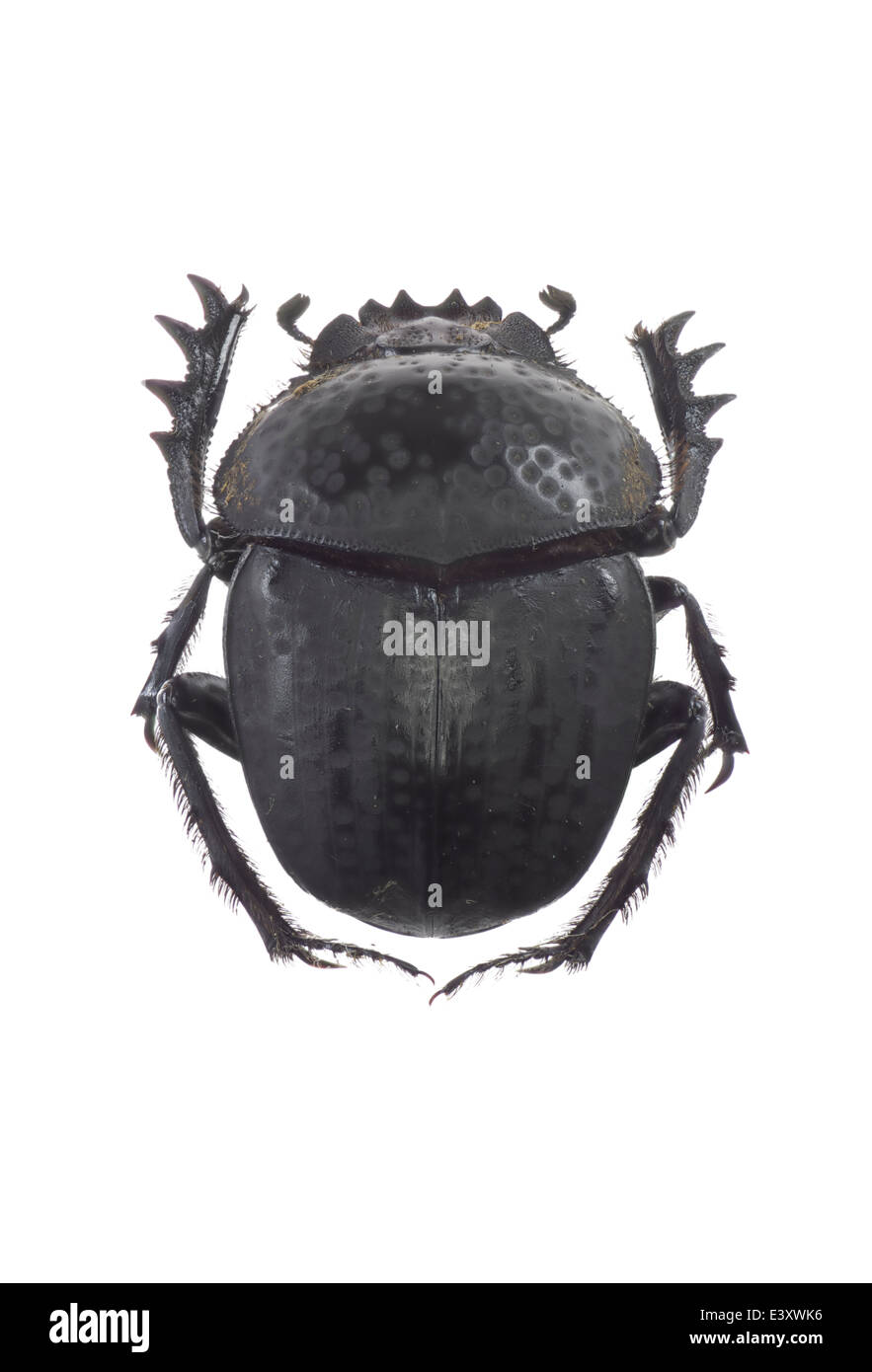 Coleoptera; Scarabaeidae; Scarabaeus cicatricosus; Lucas 1846; Stock Photo