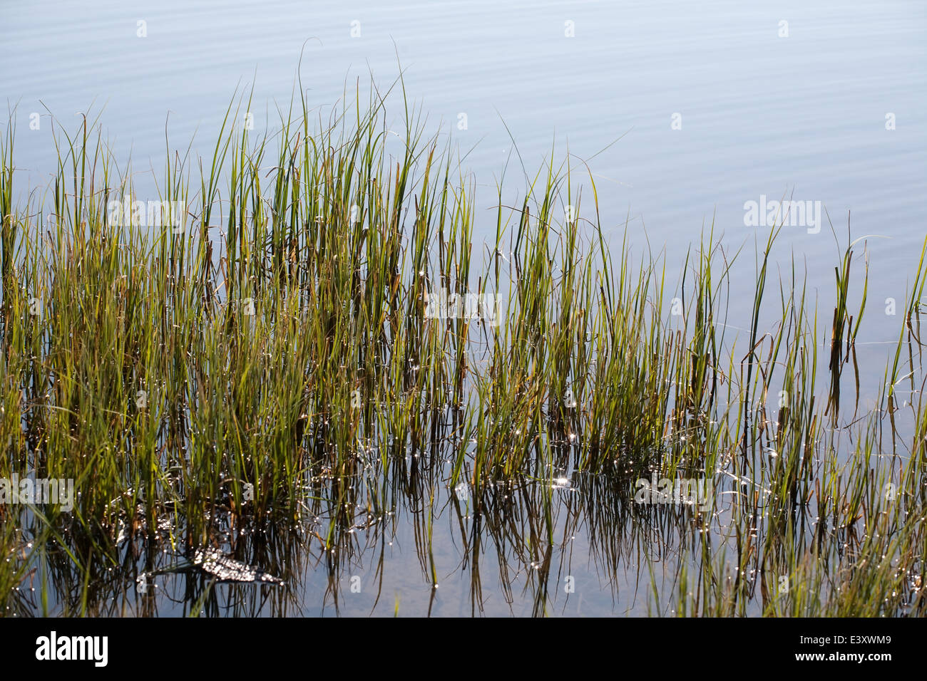 water-plant weed shore and quiet water surface closeup Stock Photo