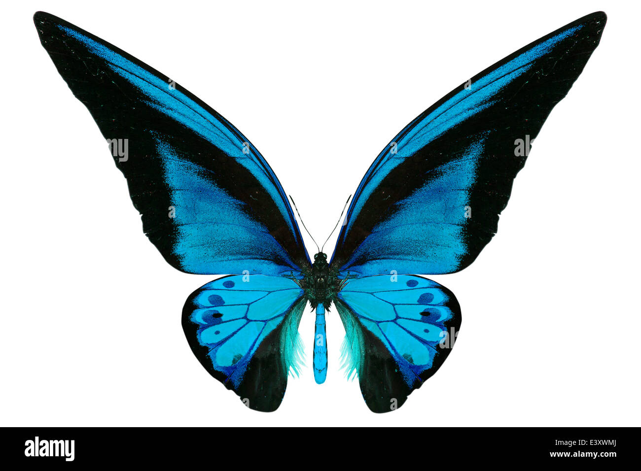 beautiful butterfly isolated on a white background Stock Photo - Alamy