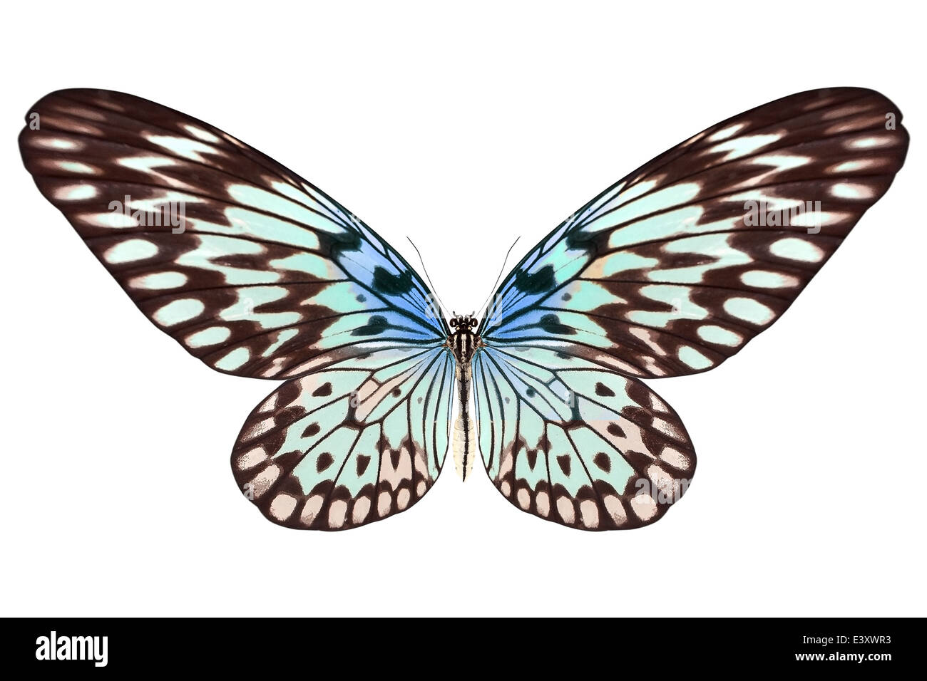beautiful butterfly isolated on a white background Stock Photo - Alamy