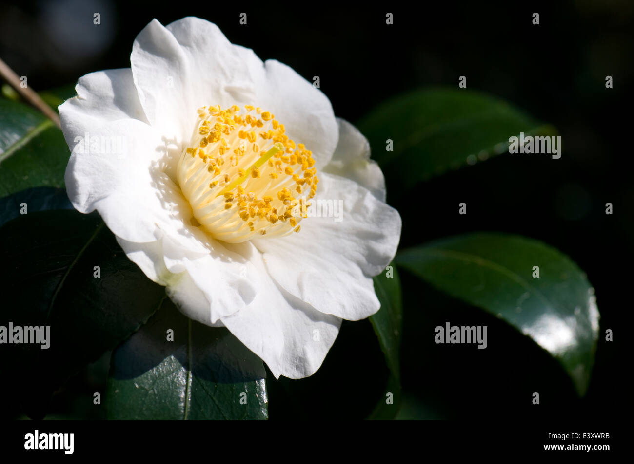 Camellia japonica 'Devonia'. Sir Harold Hillier Gardens. Stock Photo