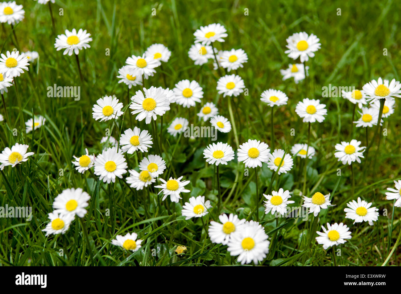 Common daisies, also known as lawn daisy or English daisy. Proper name