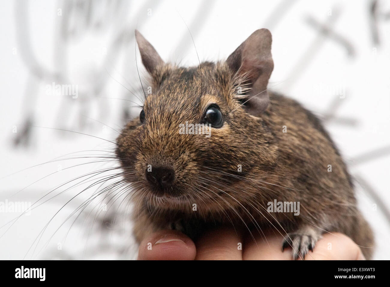 cute degu pet on the human hand closeup Stock Photo
