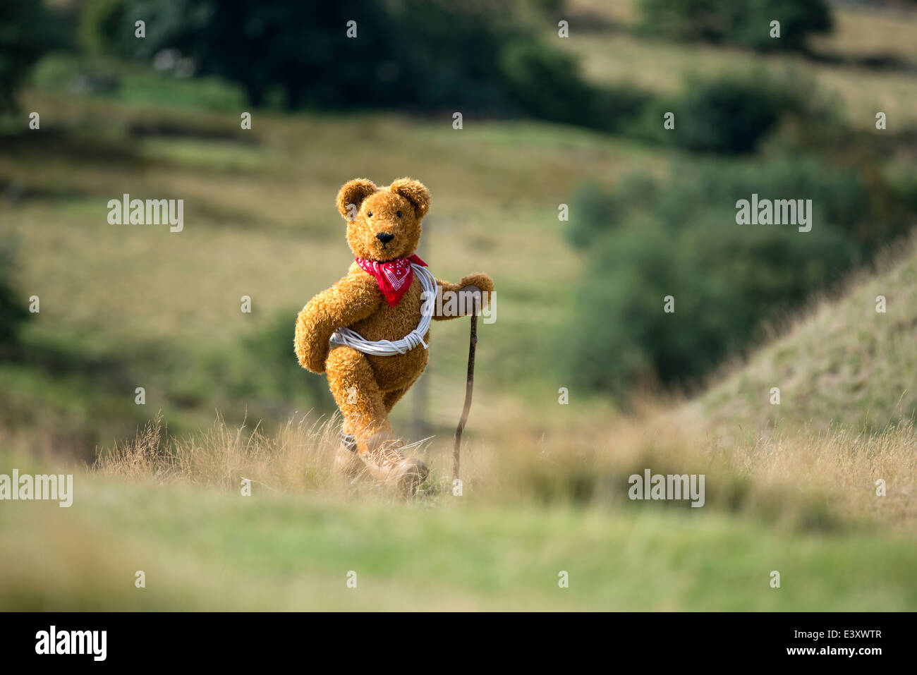 Teddy bear on Clee Hill in Shropshire. Stock Photo