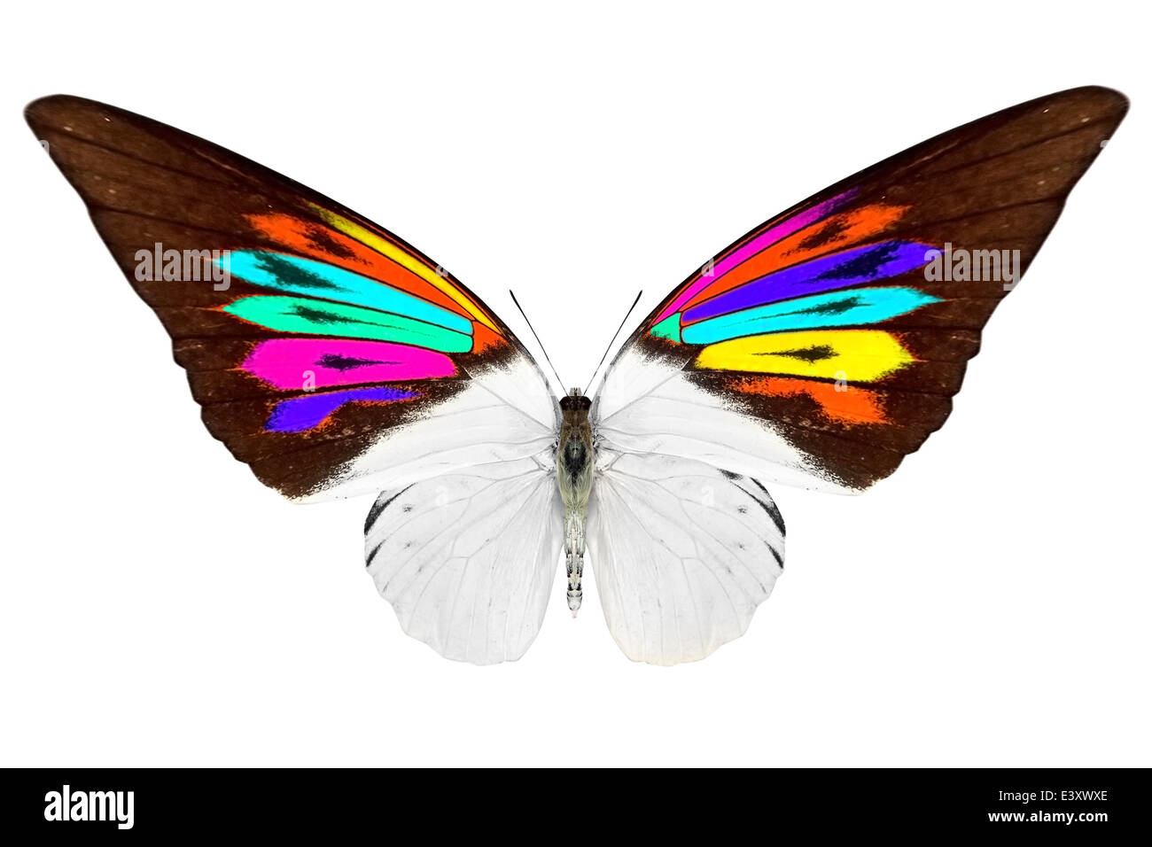 beautiful butterfly isolated on a white background Stock Photo - Alamy