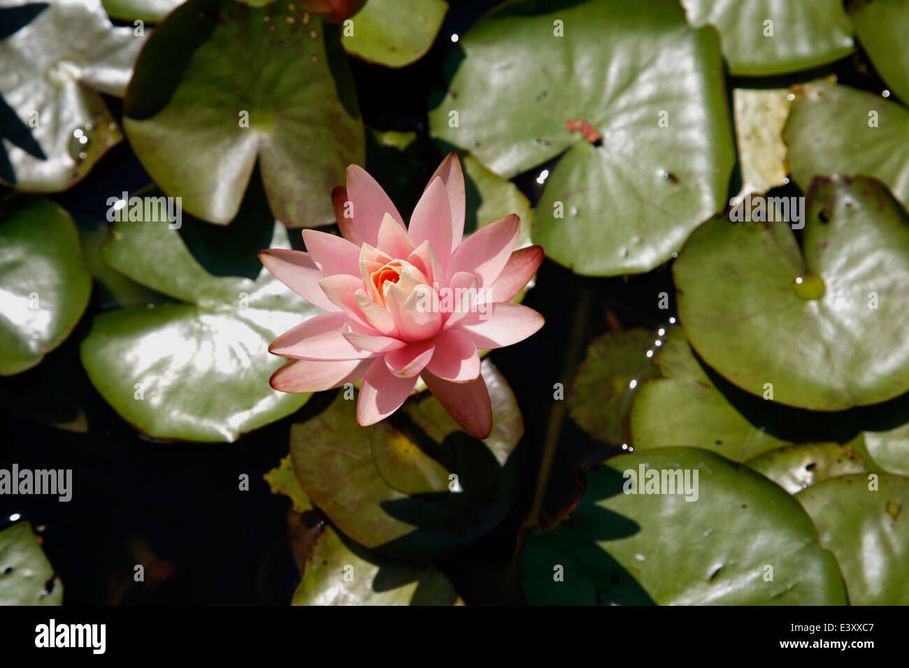 Water Lily Peach Glow  is a genus of hardy and tender aquatic plants in the family Nymphaeaceae. Stock Photo