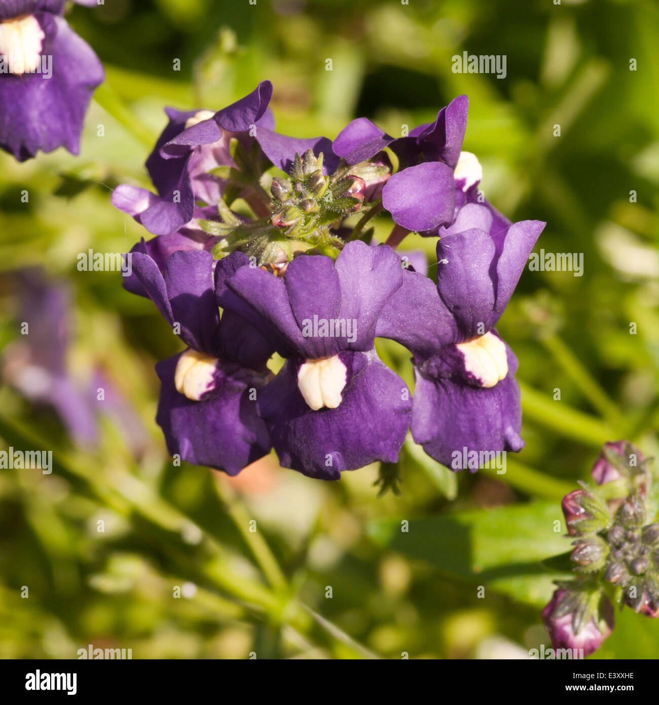 Annual bedding plants hires stock photography and images Alamy