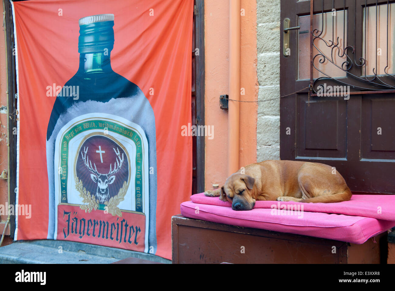 Griechenland, Rhodos-Stadt, Altstadt, bei Platia Damagitou, Hund vor einer Bar Stock Photo