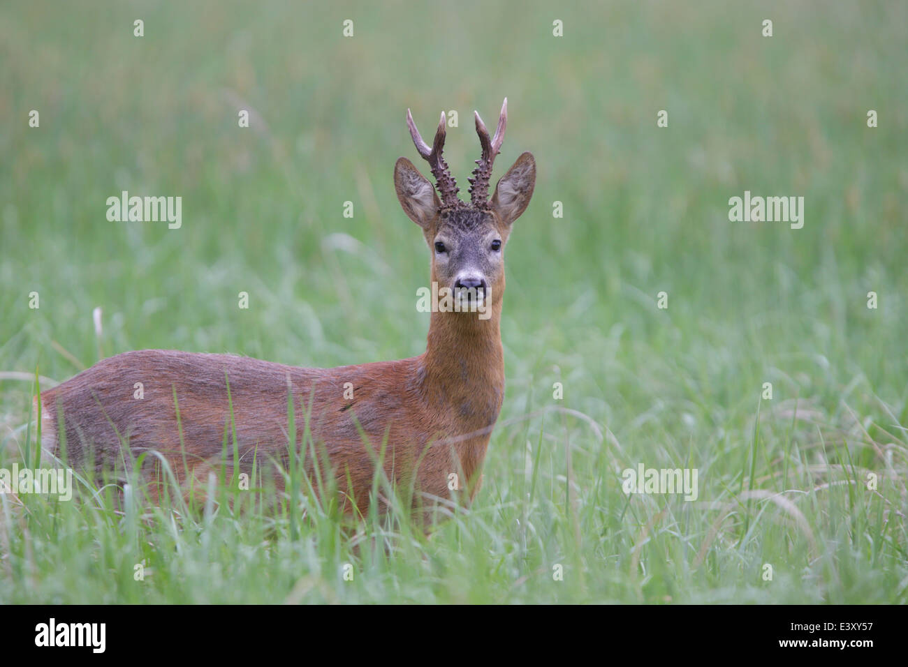 Roe deer buck (Capreolus capreolus) Stock Photo