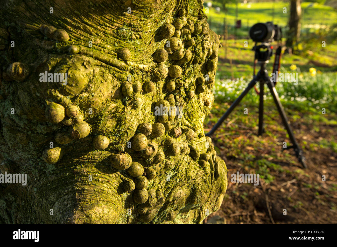 Knobbly growths on a Holly tree trunk in Holehird Gardens, Windermere, Cumbria, UK, with a camera in the background. Stock Photo