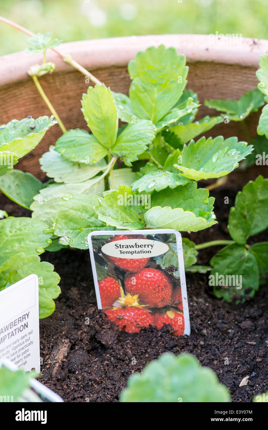 Young Strawberry plants and label planted in Terracotta pot Stock Photo