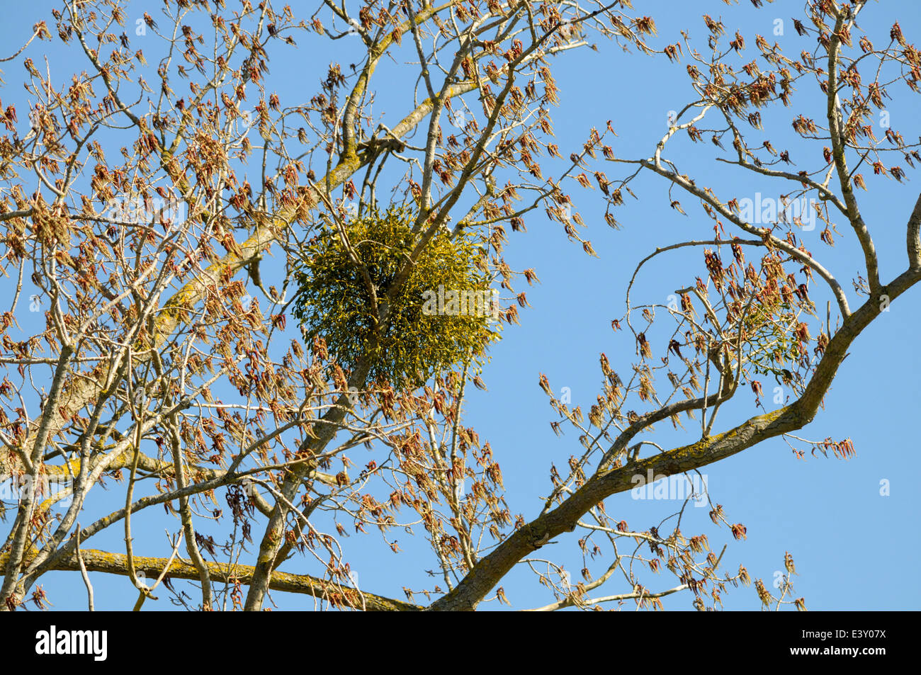 European Mistletoe (Viscum album) Stock Photo