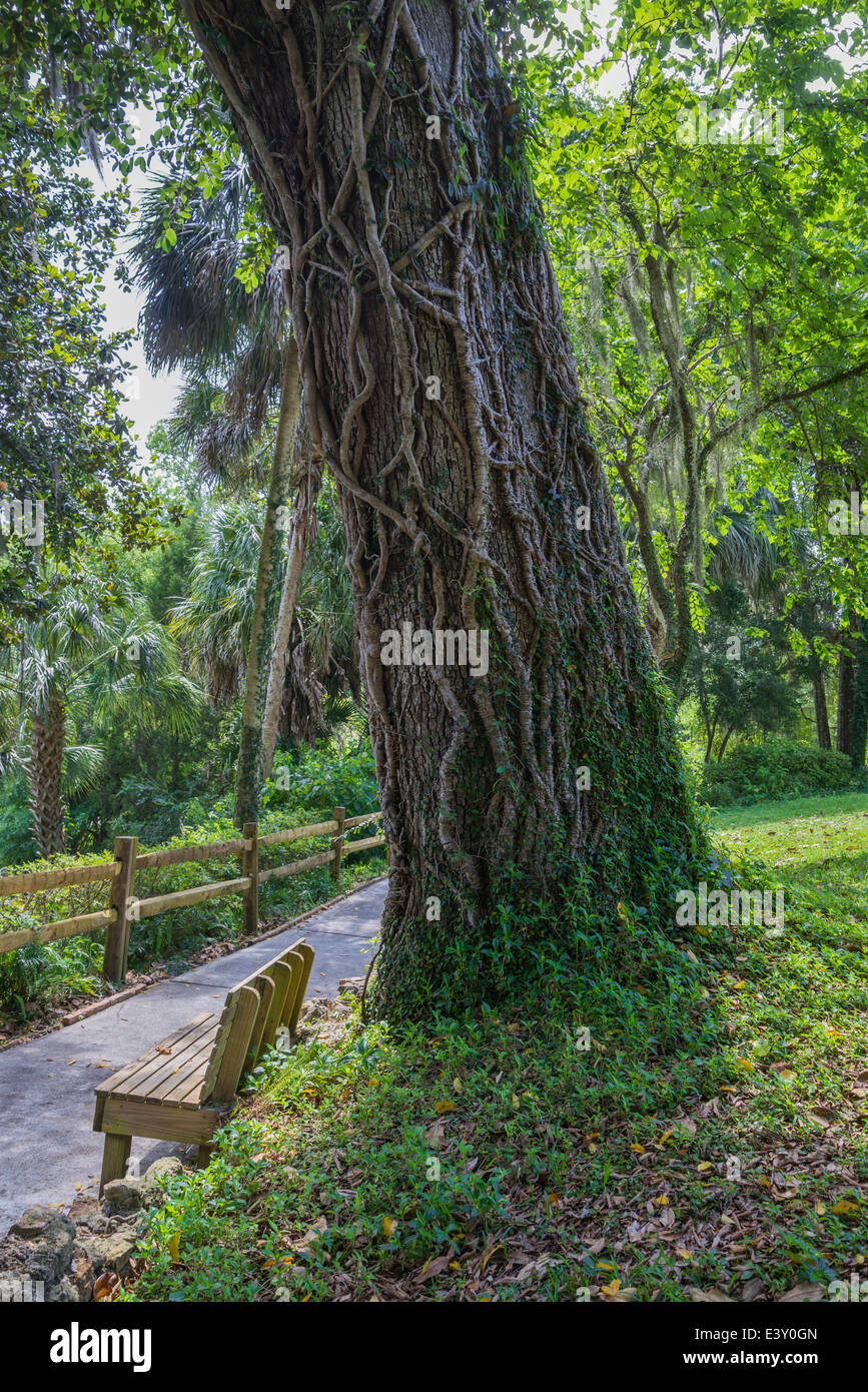 Rainbow Springs State Park is the source of the Rainbow River in North