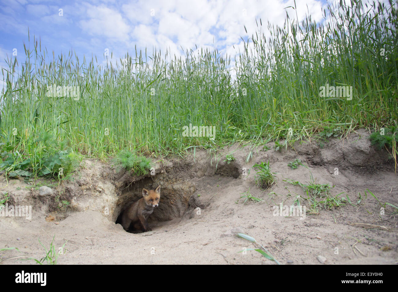 Wide angle shot of Red Fox kit standing curiously at the den. Stock Photo