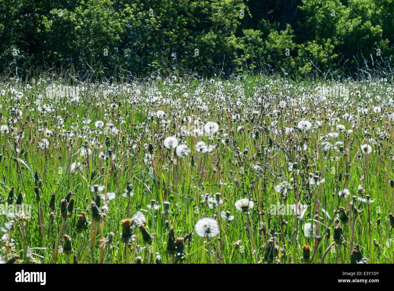 Field of dandelions at various stages of bloom against forest. Stock Photo