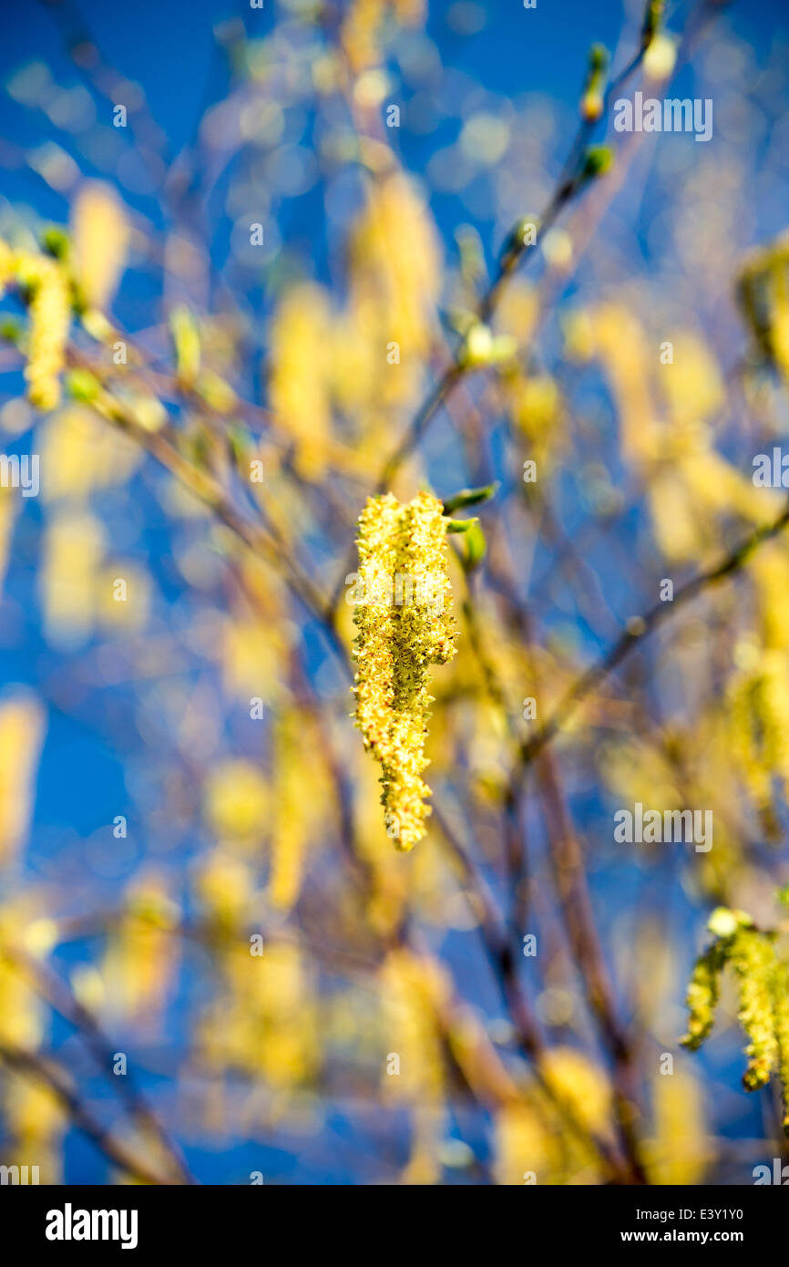 Catkins on a Silver birch tree Stock Photo Alamy