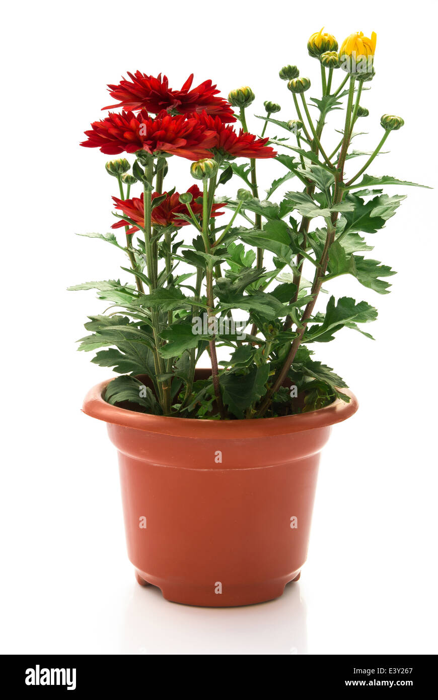Chrysanthemum - cotton potli main image 1