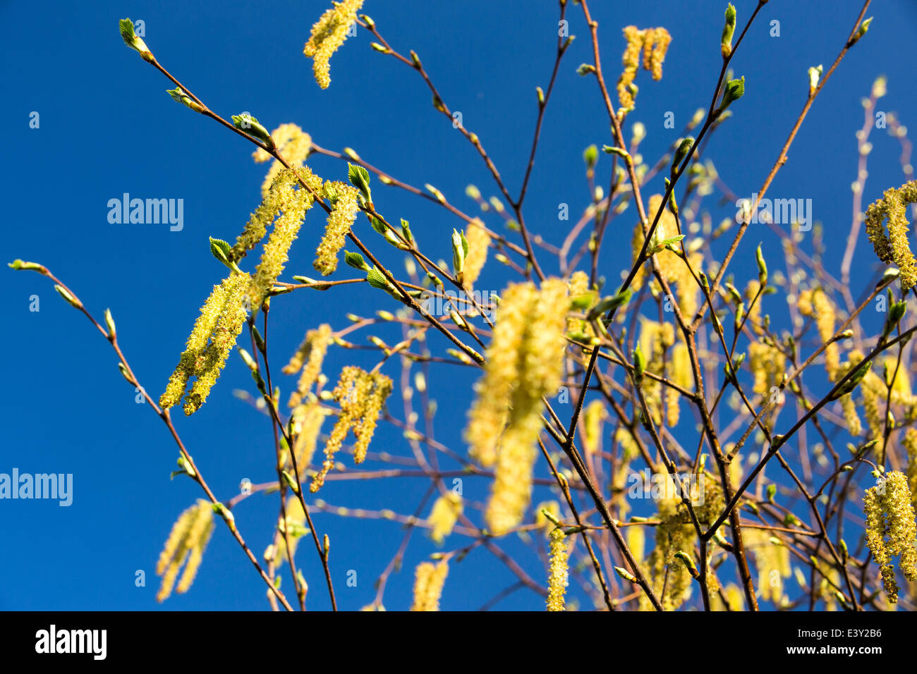 Catkins on a Silver birch tree Stock Photo Alamy