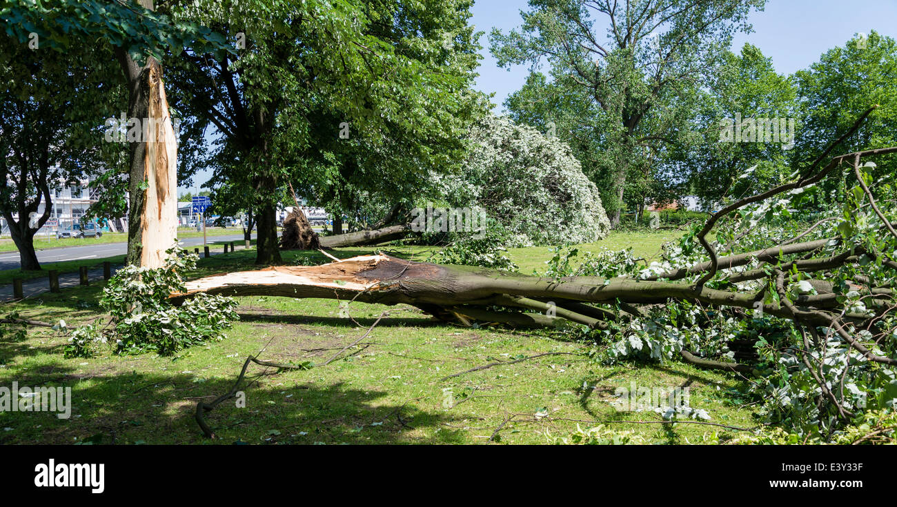 Fallen trees lay in a park in Herne, Ruhr area, Western Germany after a severe thunderstorm in the evening of June, 9th, 2014 Stock Photo