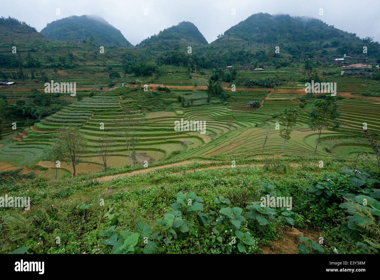 Terraced rice fields at Can Cau Market. near Bac Ha, Vietnam Stock Photo