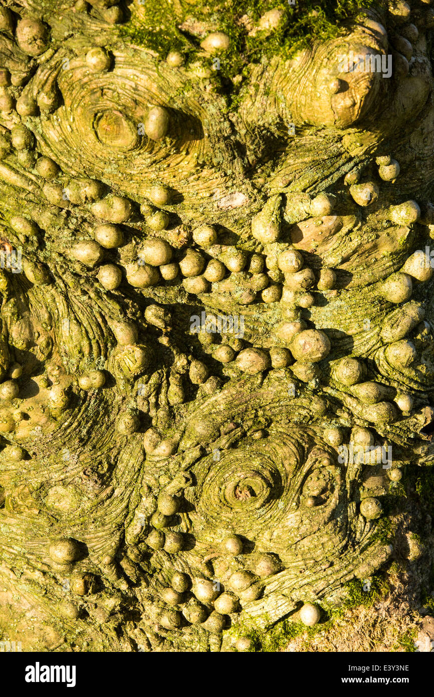 Knobbly growths on a Holly tree trunk in Holehird Gardens, Windermere, Cumbria, UK. Stock Photo