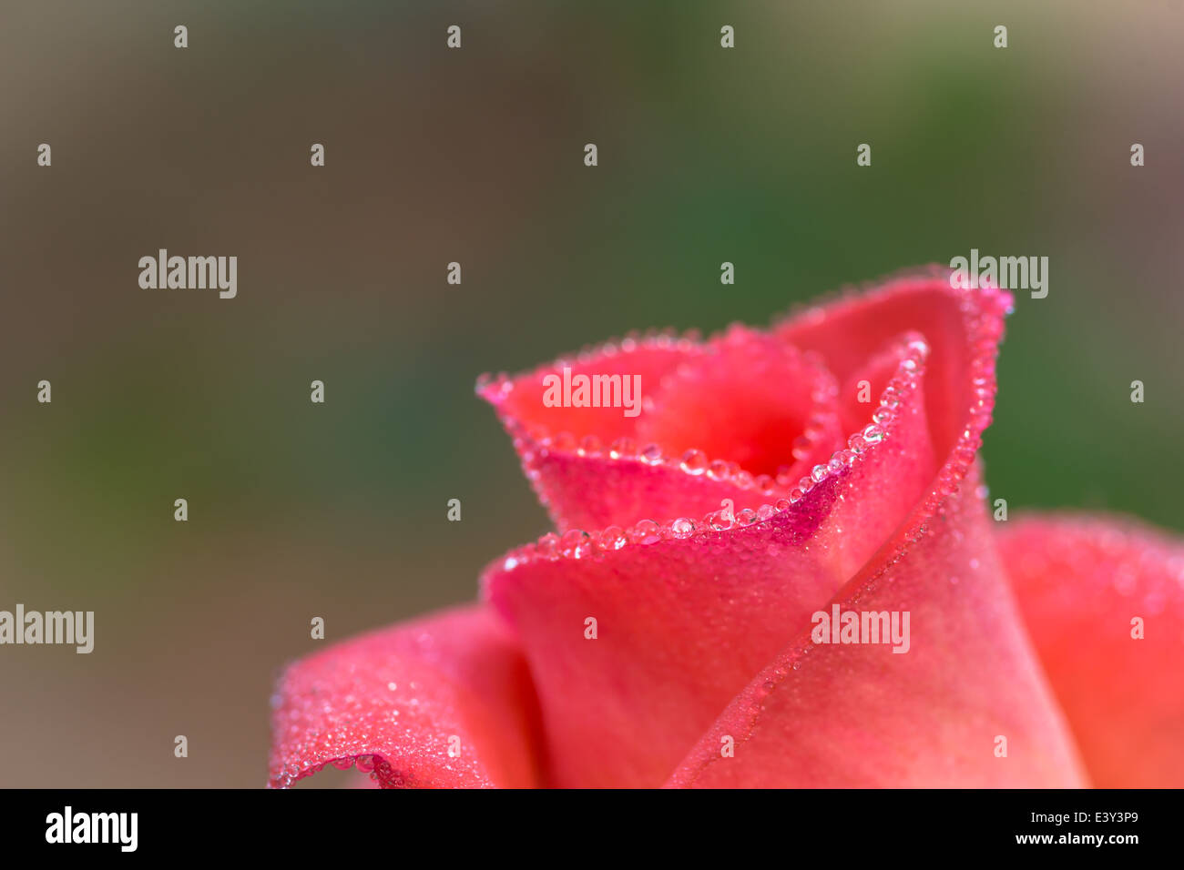 close-up of pink rose with water drops (shallow DOF Stock Photo - Alamy