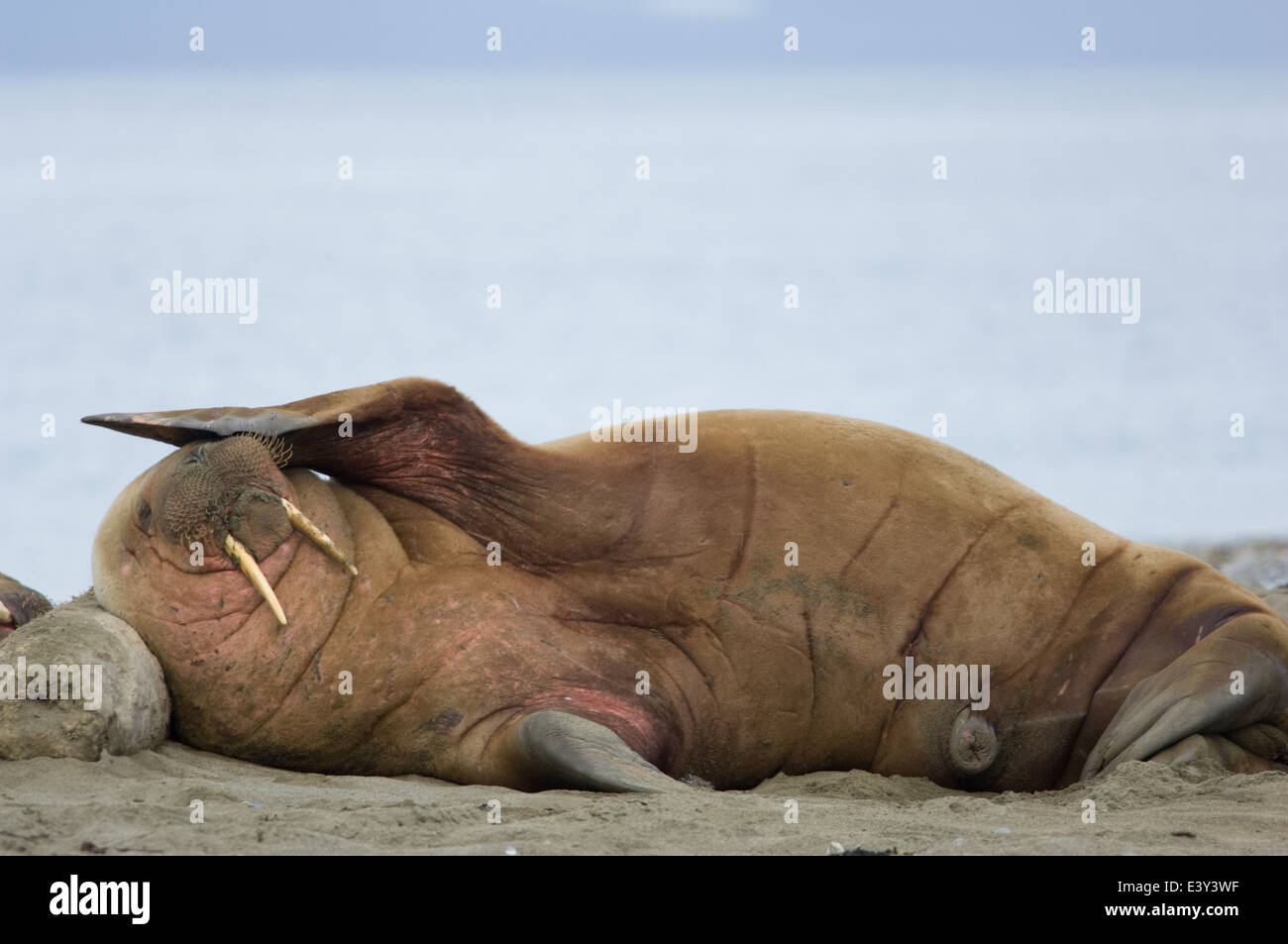 Walrus (Odobenus rosmarus) sleeping at a haulout on the beach at Prins Karls Forland, off Spitsbergen, Svalbard Archipelago, Norway Stock Photo